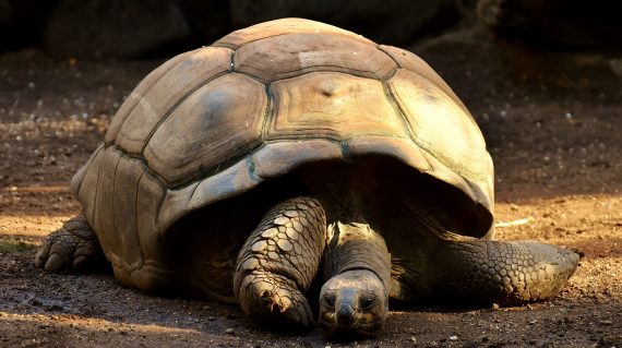 giant-tortoises-2872006_1920