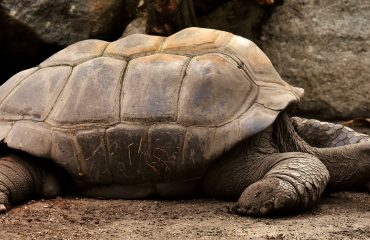 giant-tortoises-3315158_1920