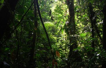 jungle-240498_1920