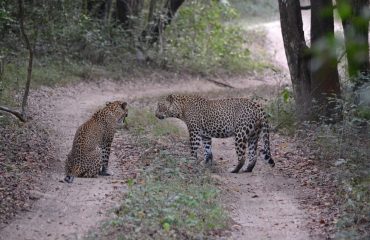 leopard-4752120_1920